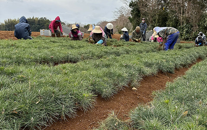 若松の苗取り作業をする人達